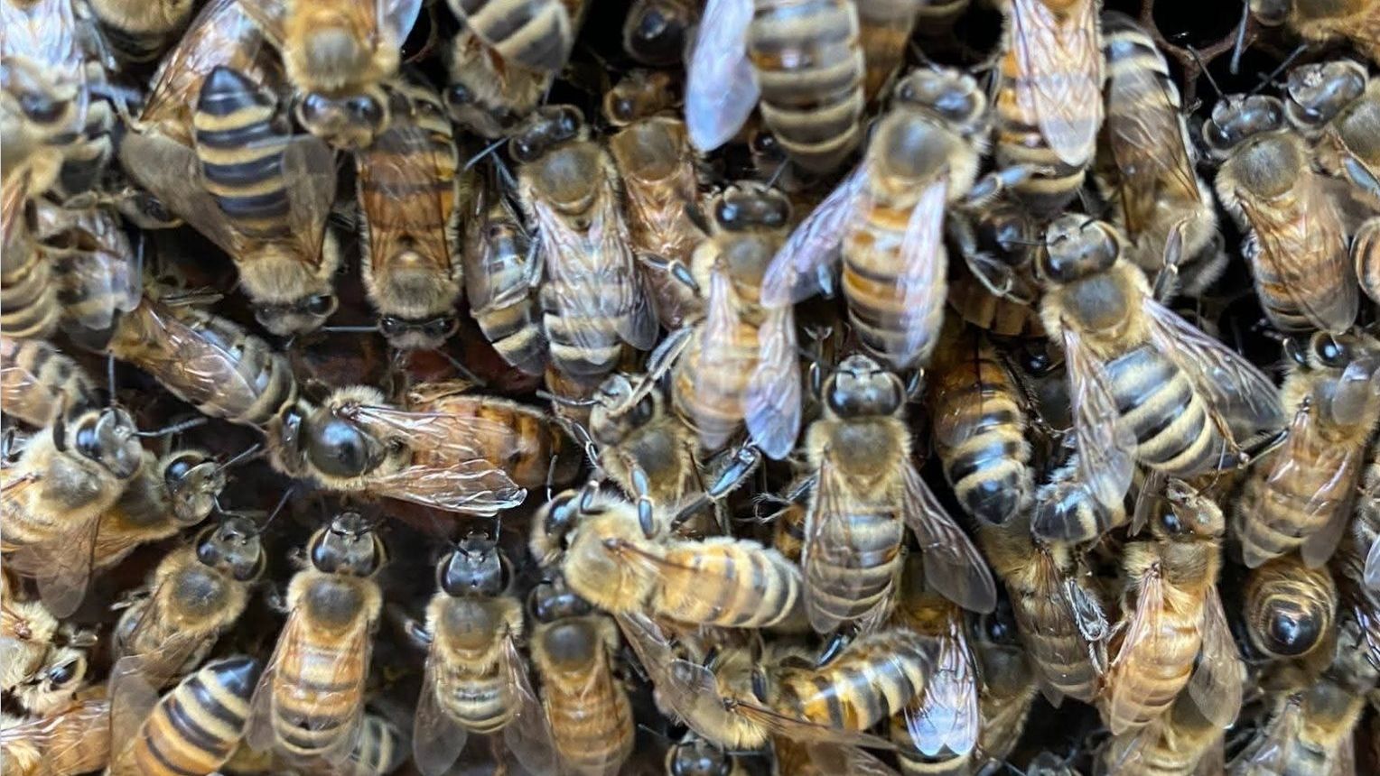 Hundreds of honeybees crowded over a frame of honeycomb from one of Mike's hives